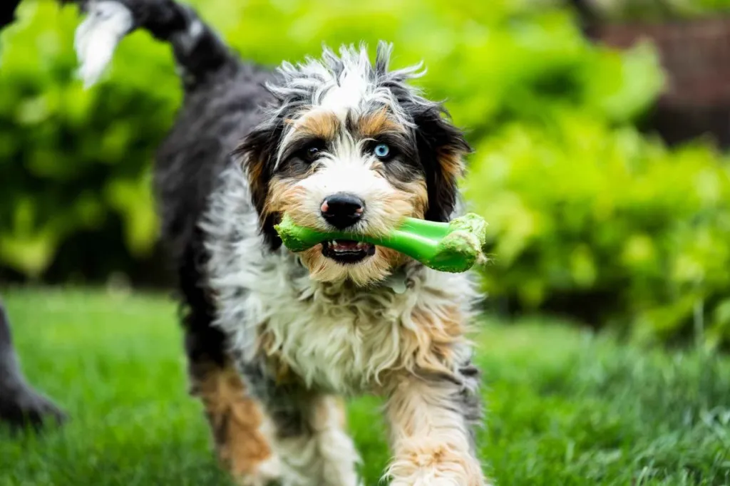 The Best Diet for Your Bernedoodle: Nutrition Tips for a Healthy Pup