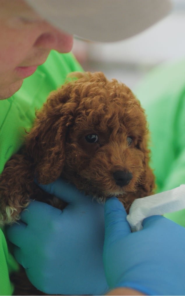 Grooming Your Bernedoodle: Techniques to Keep Their Coat Shiny and Tangle-Free